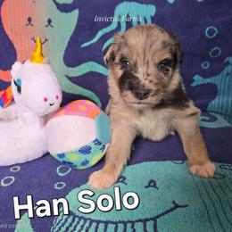 Han Solo - Blue merle male Australian Shepherd puppy in Smithfield, Utah from Invictus Farms