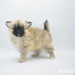 Kringle- AKC - Black sabled fawn male Chihuahua puppy in Bulls Gap, Tennessee from Smokey Mountain Chihuahuas