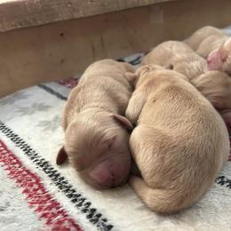 Female 1 - Golden female Golden Retriever puppy in Bonanza, Oregon from Gold 'N Dust Ranch