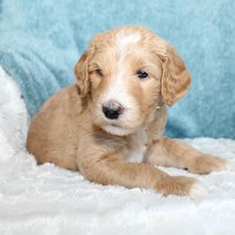 Buck - Apricot male Goldendoodle puppy in Cherry Creek, New York from Doodles Pups of NY