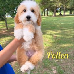 Pollen - Red female Bernedoodle puppy in Mount Vernon, Missouri from PoodlelyDoodlely