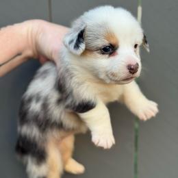 Diamond - Blue merle and white female American Corgi puppy in East Oakdale, California from Rhettro Kennels