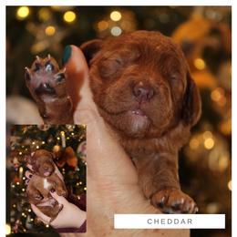 Goldendoodle Puppies from GAMMIE’S DOODLES