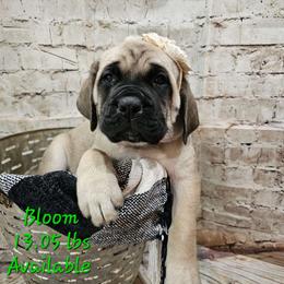 Bloom - Fawn Mastiff puppy in Linton, Indiana from Riggins Mastiffs and Danes