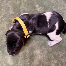 Girl 2 - Black and white female German Shorthaired Pointer puppy in Lumberton, Mississippi from Carlee Farm