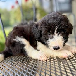 Bronc - White and black male Bordoodle puppy in Eastman, Georgia from Dood B Ranch