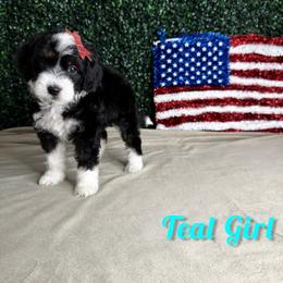 Teal Girl - Black female Goldendoodle puppy in Modesto, California from Two Doods Doodles