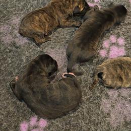 Male 2 - Tiger male Perro de Presa Canario puppy in Pocahontas, Illinois from Cabeza Grande Kennel