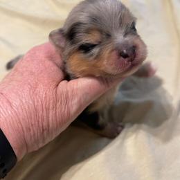 Boy 2 - Blue merle male Pomeranian puppy in Jamestown, California from Park Avenue Poms