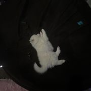 American Eskimo Dog Puppies from Eskie Babes