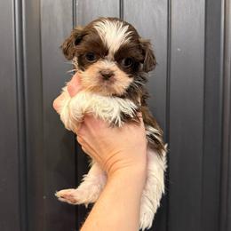 Juliet - Liver and white female Shih Tzu puppy in Stroud, Oklahoma from Laik’s Little Shihtz & Poms