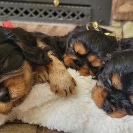 Cavalier King Charles Spaniels from Olga Kozubenko