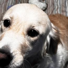 Belgian Sheepdogs and Golden Retrievers from Mi-Kels Belgians and Goldens