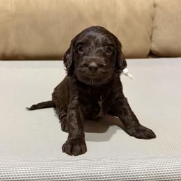 White Girl - Chocolate female Australian Labradoodle puppy in West Union, South Carolina from Golden Corner Labradoodles, LLC