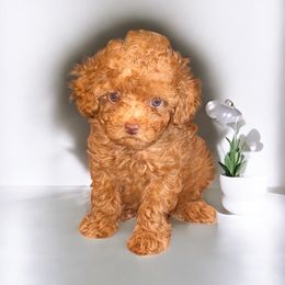 Marlo - Apricot male Poodle puppy in Okc, Oklahoma from Diva’s Designer Dogs