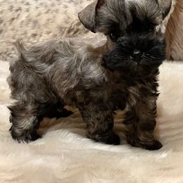 Miniature Schnauzer Puppies from Bar W Schnauzers