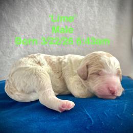 Lime - Parti male Goldendoodle puppy in Helena Valley Northeast, Montana from Joy Meadows Goldendooles