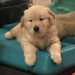 Golden Retriever Puppies from OPK Goldens