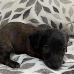 Dachshund Puppies from Lakeshore Dachshunds