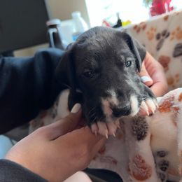 Girl 6 Purple - Black Great Dane puppy in Enumclaw, Washington from Lord's Danes