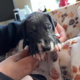 Girl 6 Purple - Black Great Dane puppy in Enumclaw, Washington from Lord's Danes