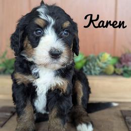 Karen - Tri-color female Bernedoodle puppy in Lancaster, Minnesota from Richardville Hunde