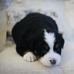 Everest - Tri-color female Bernese Mountain Dog puppy in Mount Pleasant, Utah from Bernese Mountain Dogs at Monte Vida Chalet