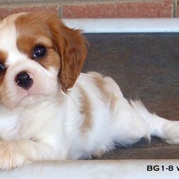 Cavalier King Charles Spaniel Puppies from Claymoore Cavaliers