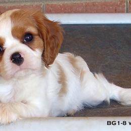 Cavalier King Charles Spaniel Puppies from Claymoore Cavaliers