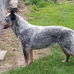 Valkyrie - Australian Cattle Dog