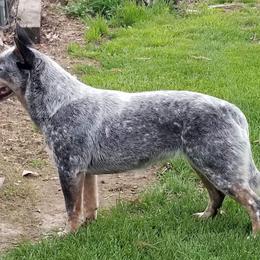 Valkyrie - Australian Cattle Dog