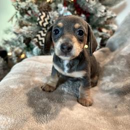 Girl 1 - Gray (blue) and tan female Dachshund puppy in Poway, California from DachshyVerse