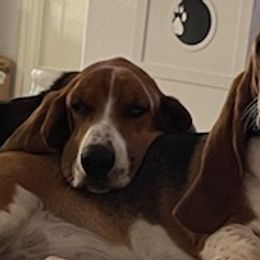 Basset Hounds from Southern Rose Bassets