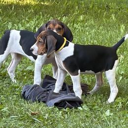 Treeing Walker Coonhound puppies from Stackem Up Kennel