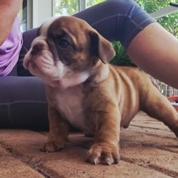 Boy5 - Red male Bulldog puppy in Tierra Verde, Florida from Destiny Kennel