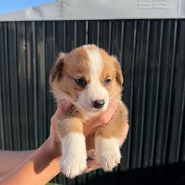 Hazel - Red and white male American Corgi puppy in Santa Ana, California from Tran's CorgiLand