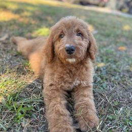 Blue - Red  male Goldendoodle puppy in Jacksonville, Florida from Dandelion Doodles