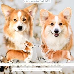 Pembroke Welsh Corgi puppies from Blacktail Mountain Corgis