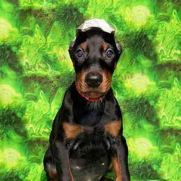 Red - Black and rust male Doberman Pinscher puppy in Louisville, Kentucky from Ruiz Dobermans