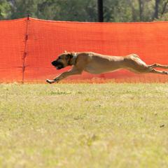 "Coursing " Peruvian Inca Orchid All Grown Up from Calypso Kennel