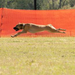 "Coursing " Peruvian Inca Orchid All Grown Up from Calypso Kennel