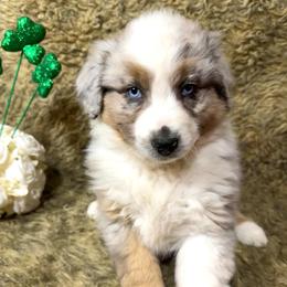 Hershey - Blue merle female Australian Shepherd puppy in Vail, Iowa from Homegrown Huskies