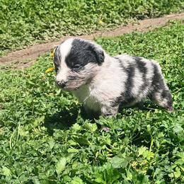 Ben-Jamin - Blue merle male Australian Shepherd puppy in Sultan, Washington from Van Huitt Australian Shepherds