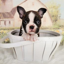 Boston Terrier Puppies from Our Gang Bostons