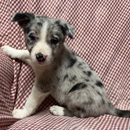 Border Collie Puppies from By Design Farm