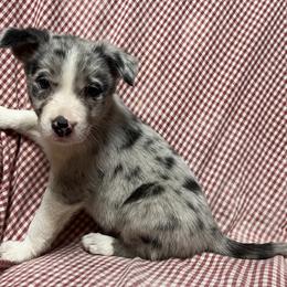 Border Collie Puppies from By Design Farm