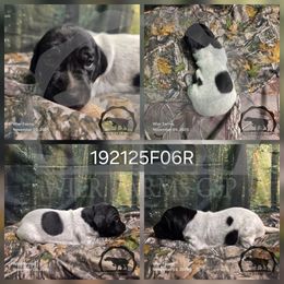 Girl 192125F06R - Black and white female German Shorthaired Pointer puppy in Moyie Springs, Idaho from Wier Farms GSP
