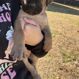 Cane Corso Puppies from Azelees Cane Corso