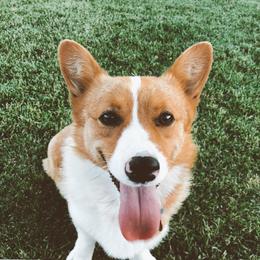 Skye - Pembroke Welsh Corgi