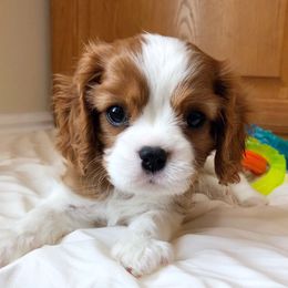 Cavalier King Charles Spaniel Puppies from Ikkes Cavaliers